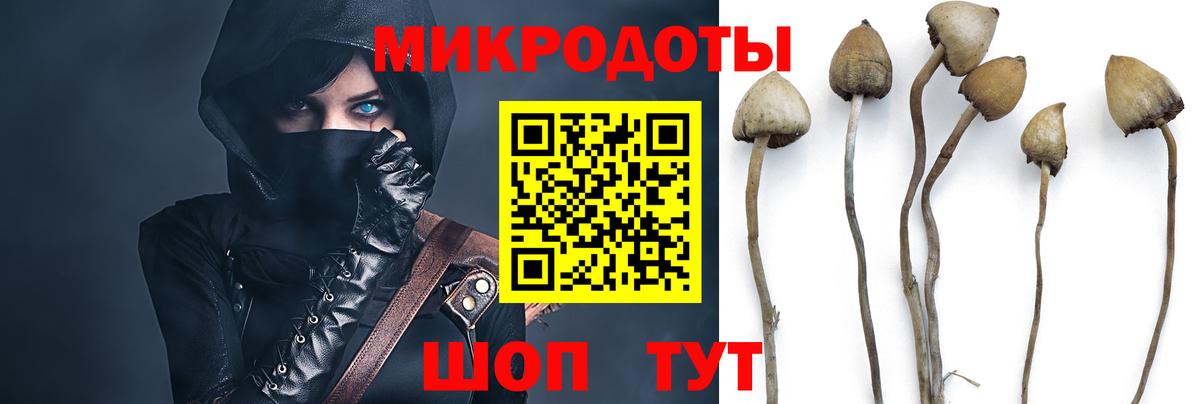 Псилоцибиновые грибы Psilocybine cubensis Магнитогорск
